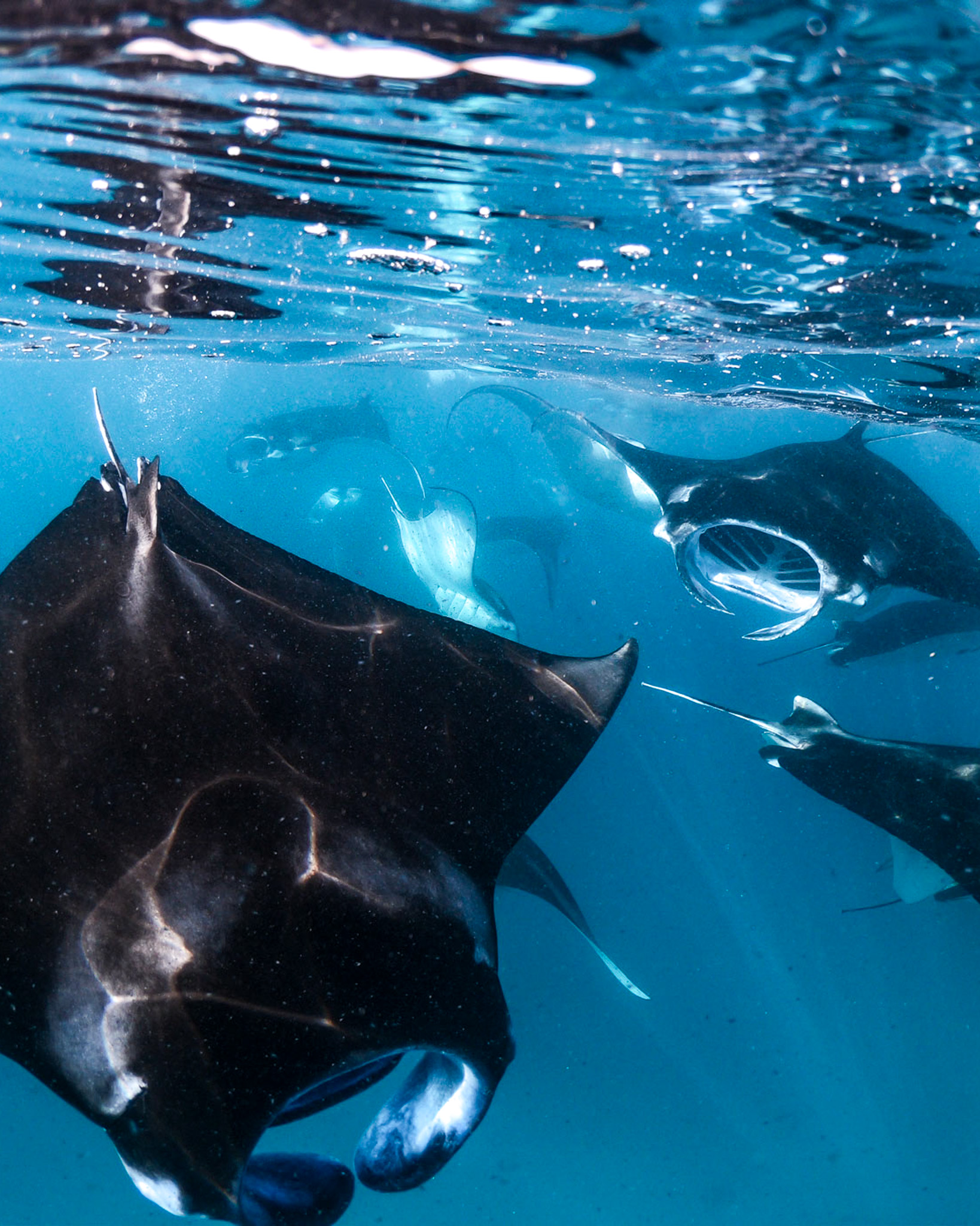 Manta ray gliding through clear blue ocean water in the Maldives