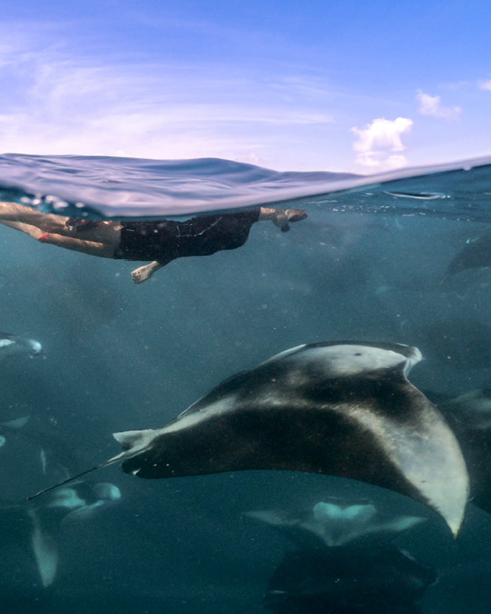 Snorkeller at the surface watching a manta ray glide through deep blue water