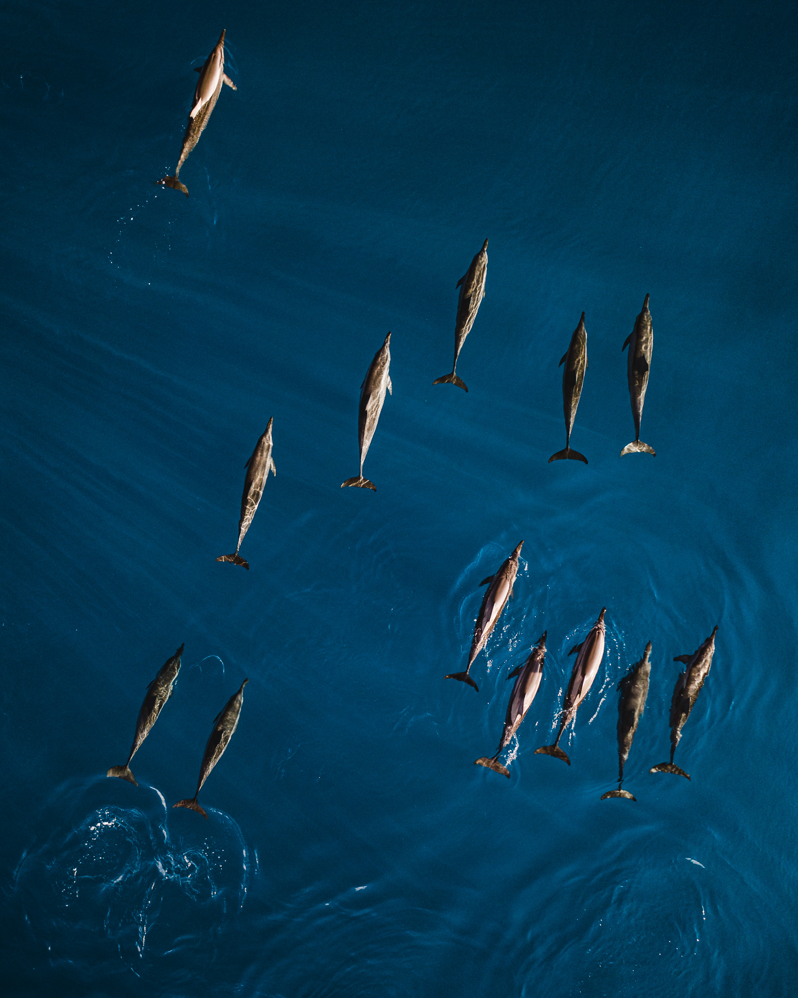 Aerial view of a pod of dolphins swimming through deep blue ocean water